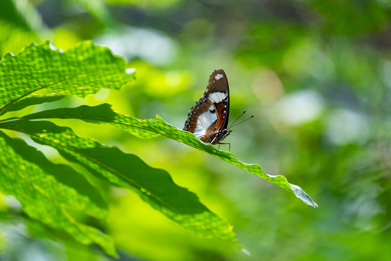 butterfly