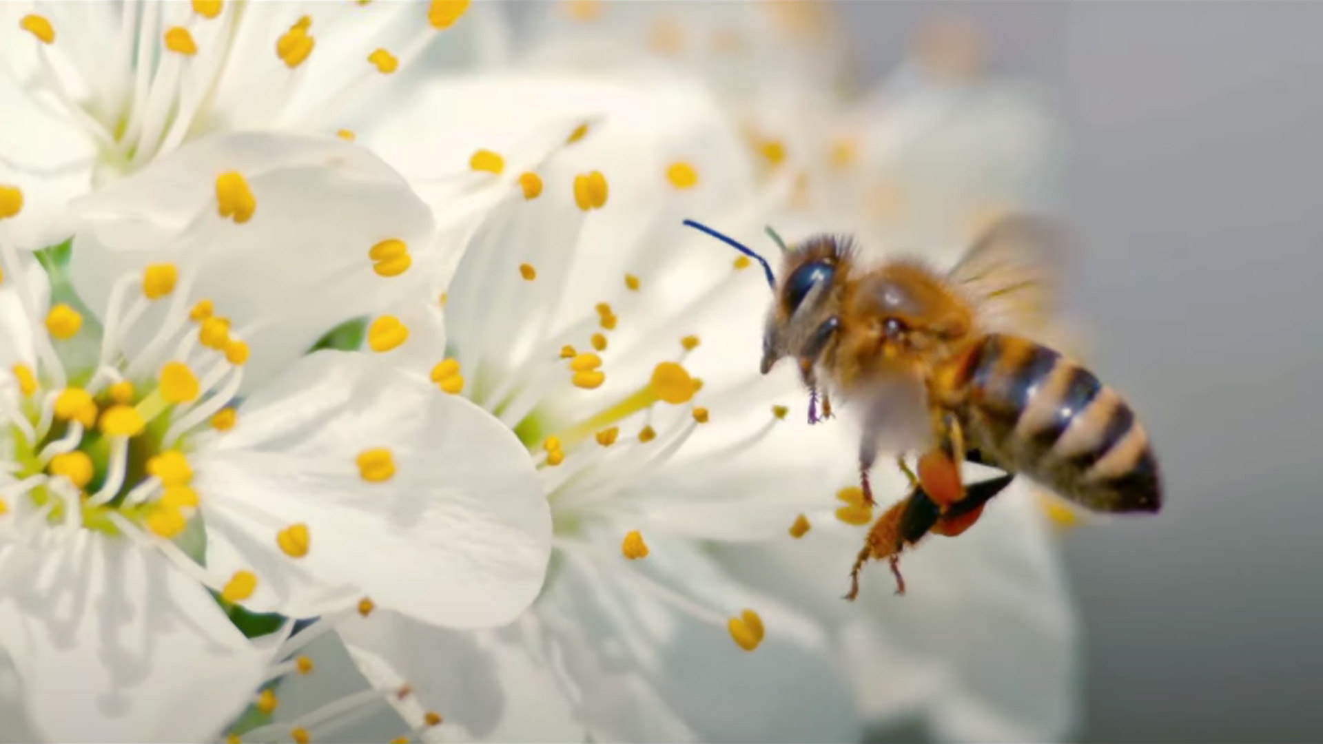 Bee on flower